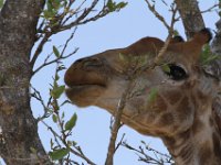 Marion, Romane South Africa 2014 (20 of 63) : KNP Satara area, Marion visit